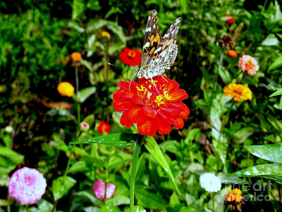 Butterfly Beauty # 11 Photograph by Ed Weidman
