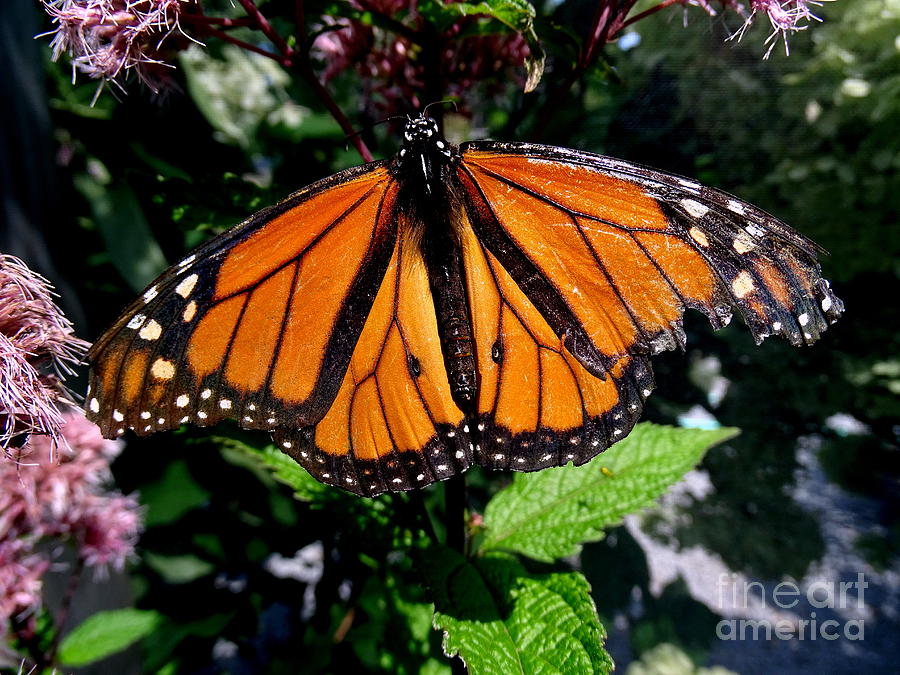Butterfly Beauty #4 Photograph by Ed Weidman