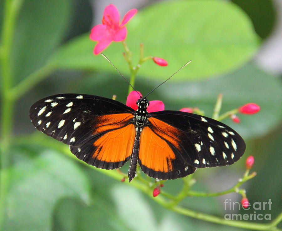 Butterfly Beauty Photograph by Carol Komassa