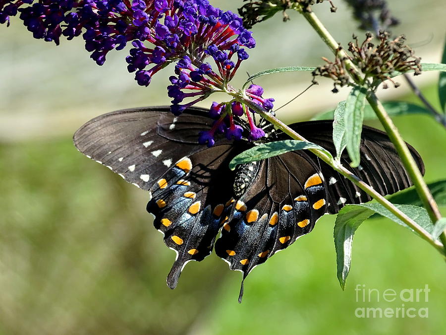 Butterfly Beauty Photograph by Ed Weidman