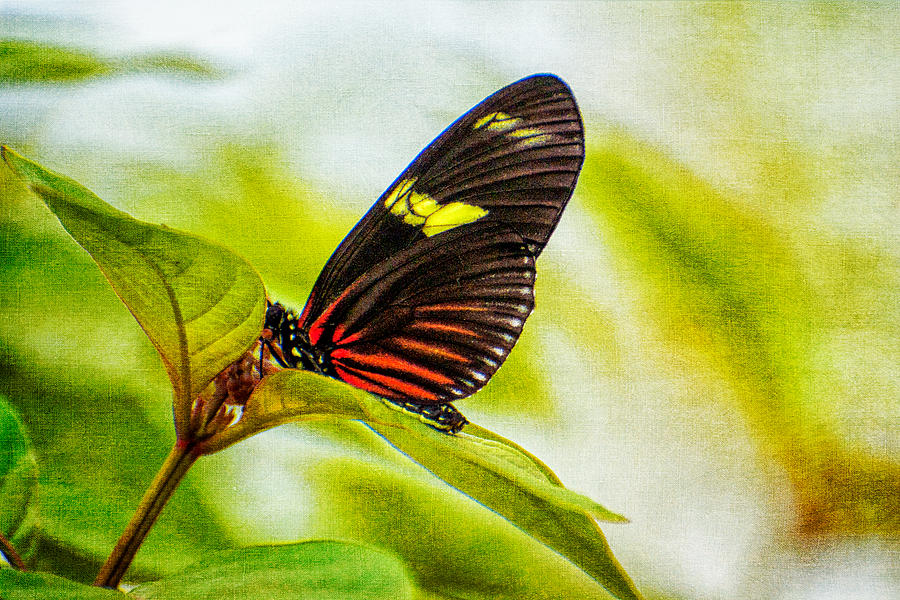 Butterfly Beauty Photograph by Elin Skov Vaeth