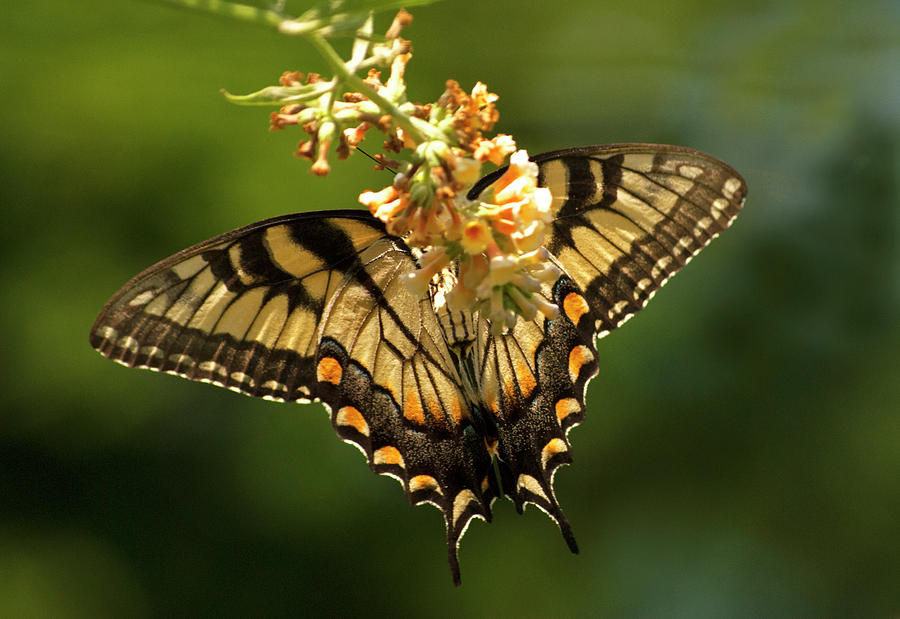 Butterfly Beauty Photograph by Elsa Santoro