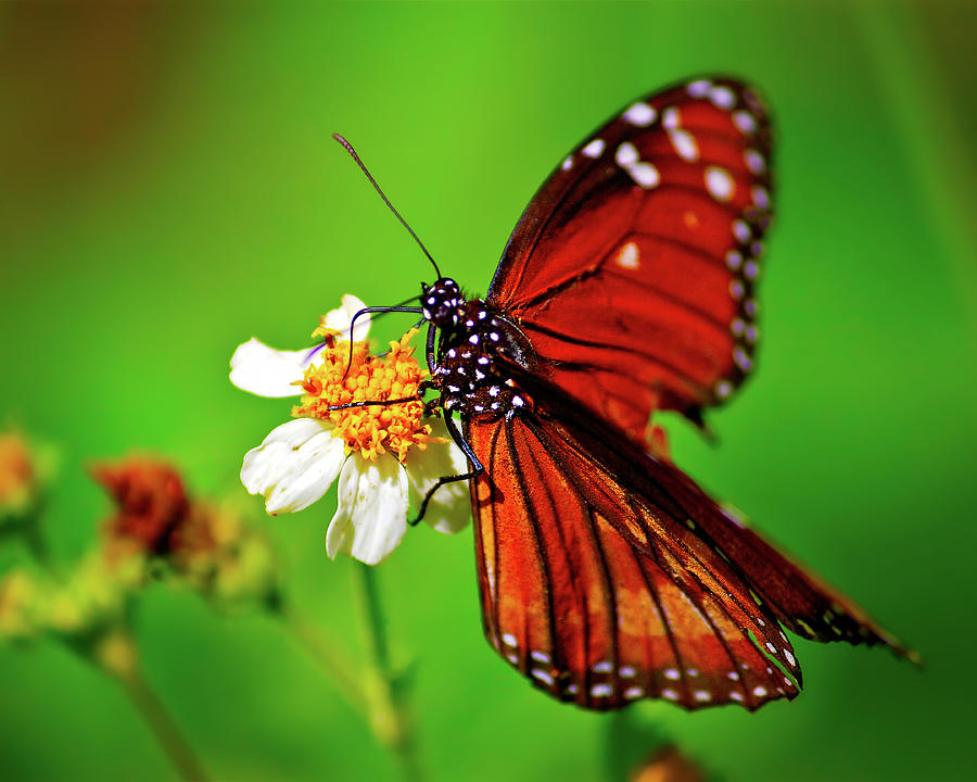 Butterfly Beauty Photograph by Mark Andrew Thomas