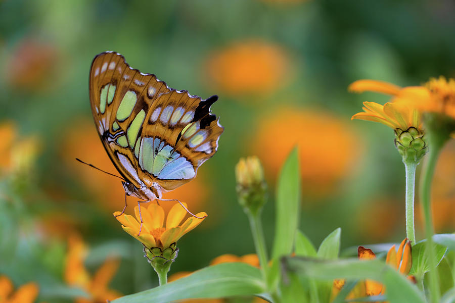 Butterfly Beauty Digital Art by Mauritz Janeke - Pixels