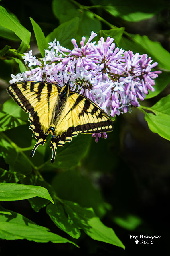Butterfly Beauty Photograph by Peg Runyan