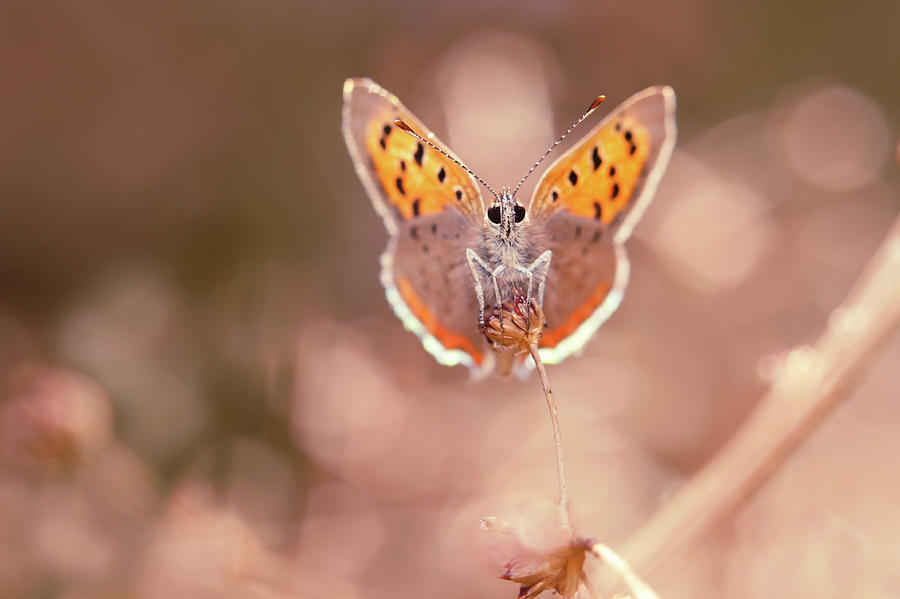 Butterfly Photograph - Butterfly Beauty by Roeselien Raimond