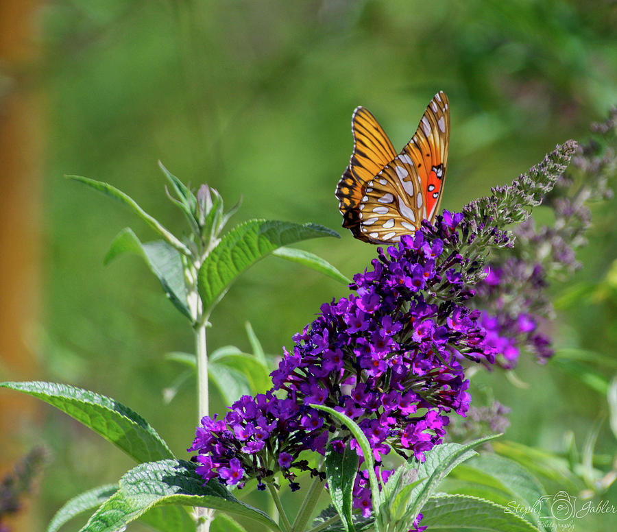 Butterfly Beauty Photograph by Steph Gabler