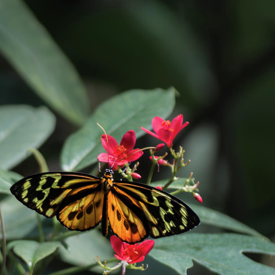 Butterfly Beauty Photograph by Stewart Helberg