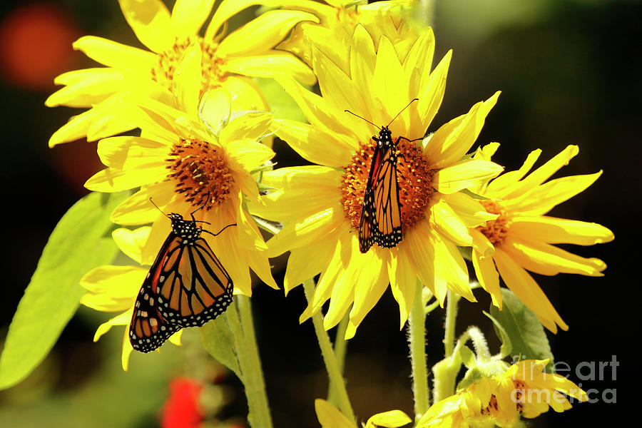 Butterfly Best Friends on Sunflowers Photograph by Luana K Perez