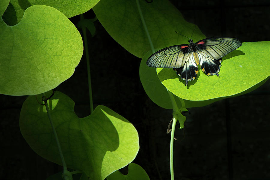 Butterfly Photograph by Bill Cubitt