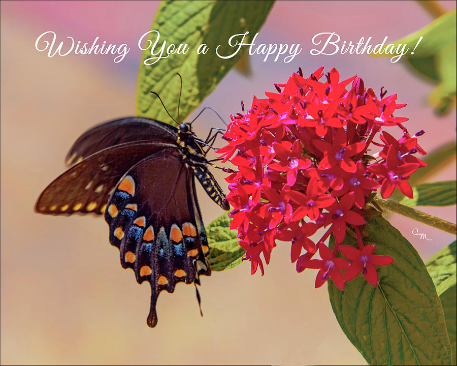 Butterfly Birthday Wishes Photograph By Connie Mitchell