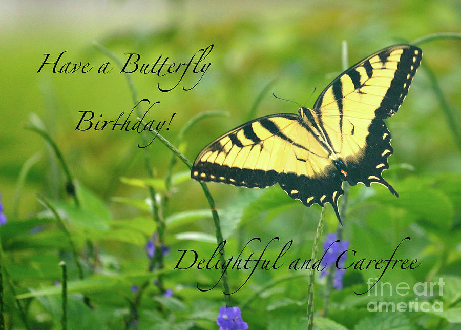 Butterfly Birthday Card Photograph by Carol Groenen