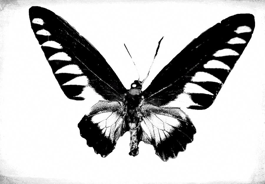 Butterfly Black and White Digital Art by Cathy Anderson