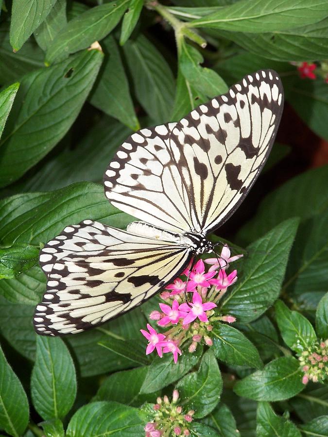 Butterfly - Black and White on Little Pink flowers Photograph by Holly ...