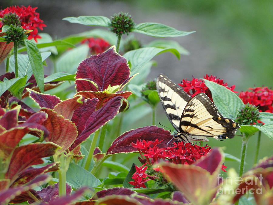 Butterfly Blessing The Gardens Photograph by Barbie Corbett-Newmin