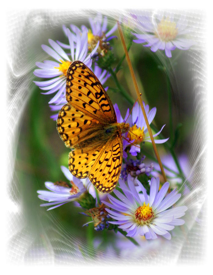 Butterfly Bliss Photograph by Marty Koch