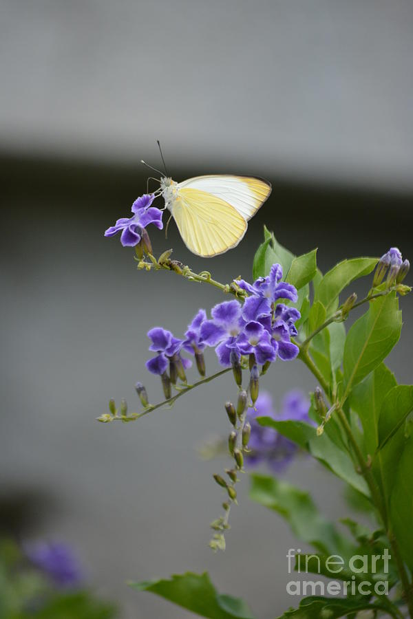 Butterfly Bliss Photograph by Tamara Michael