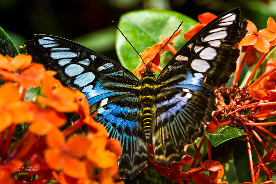Butterfly Blue Photograph by Christopher Holmes