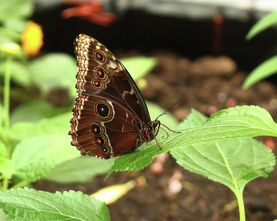 Butterfly Blue Morpho Photograph by Jeff Townsend