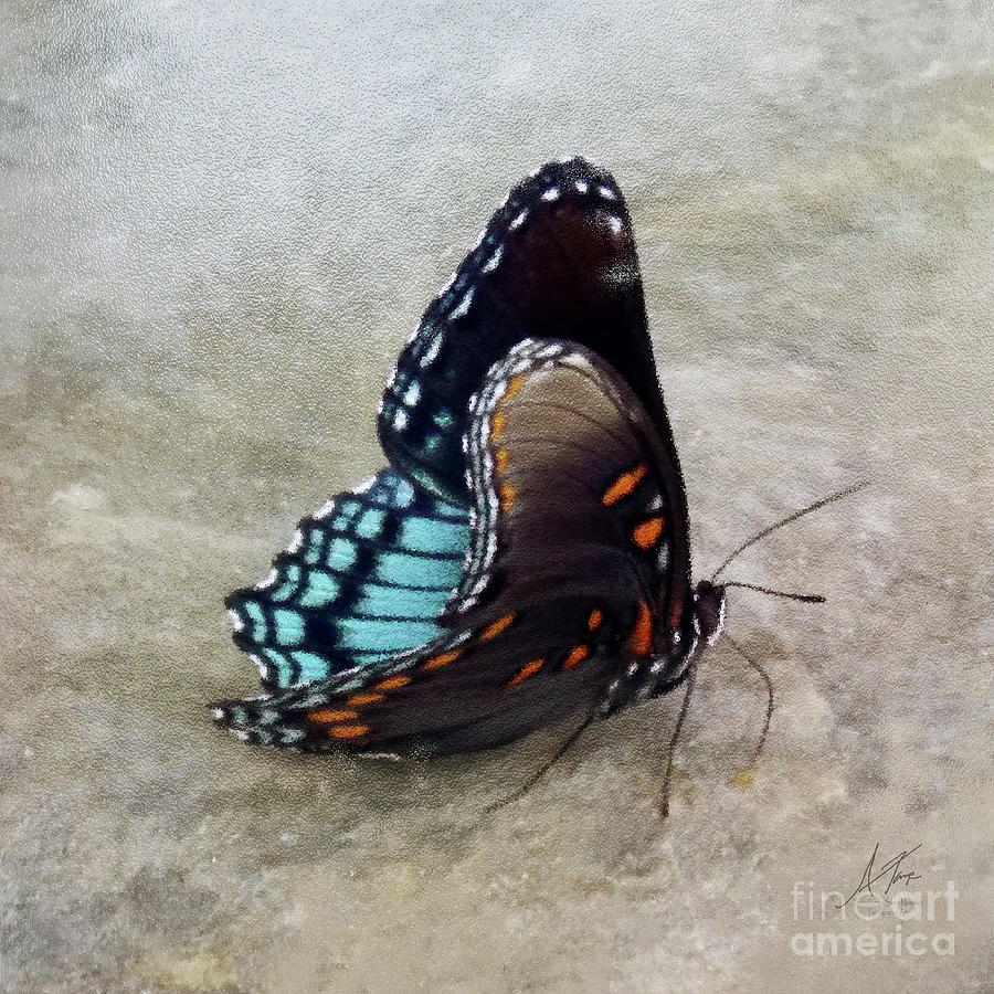 Butterfly Photograph - Butterfly Blue On Groovy 2 by Anita Faye