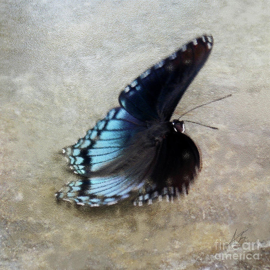 Butterfly Blue On Groovy 3 Photograph by Anita Faye - Fine Art America