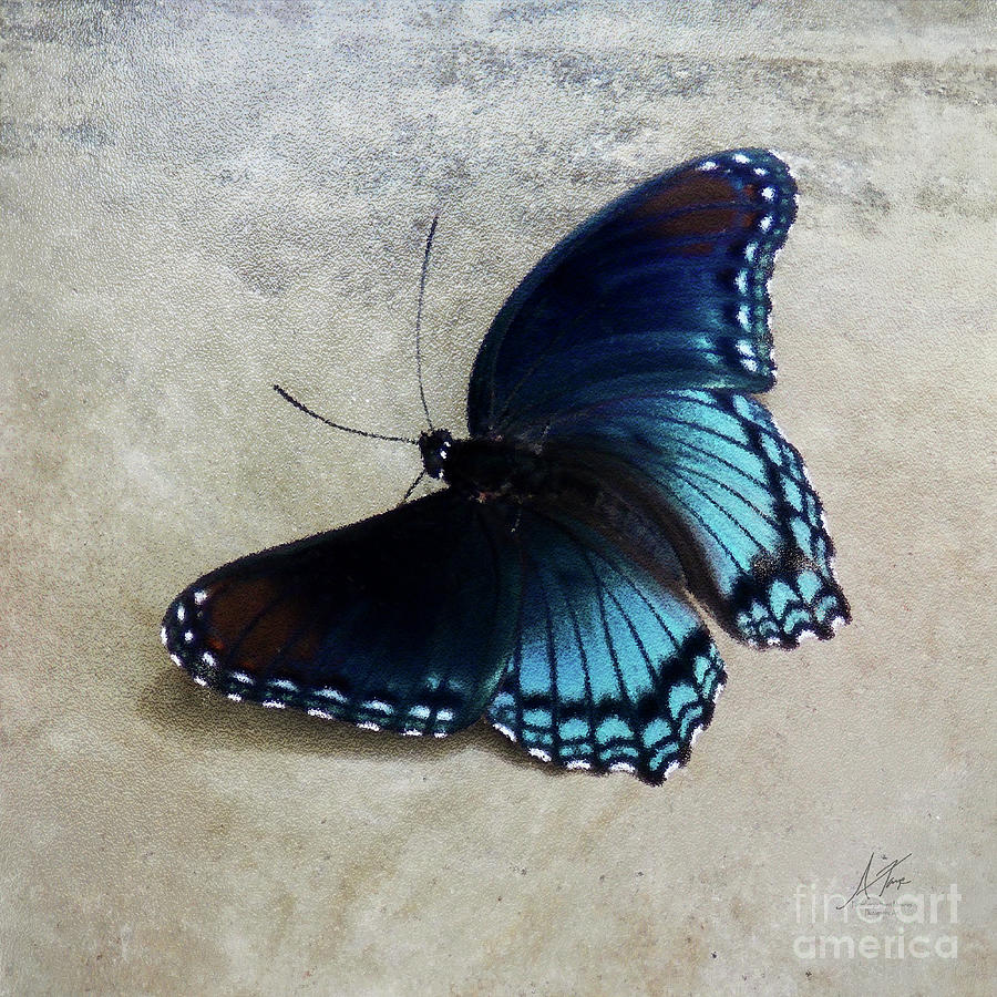 Butterfly Blue On Groovy Photograph