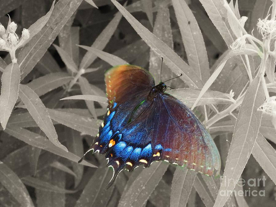 Butterfly blue Photograph by Rrrose Pix