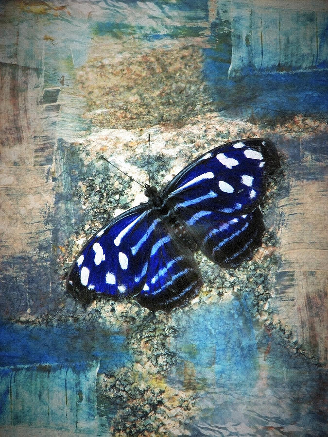 Butterfly Blues Photograph by Lisa S Baker