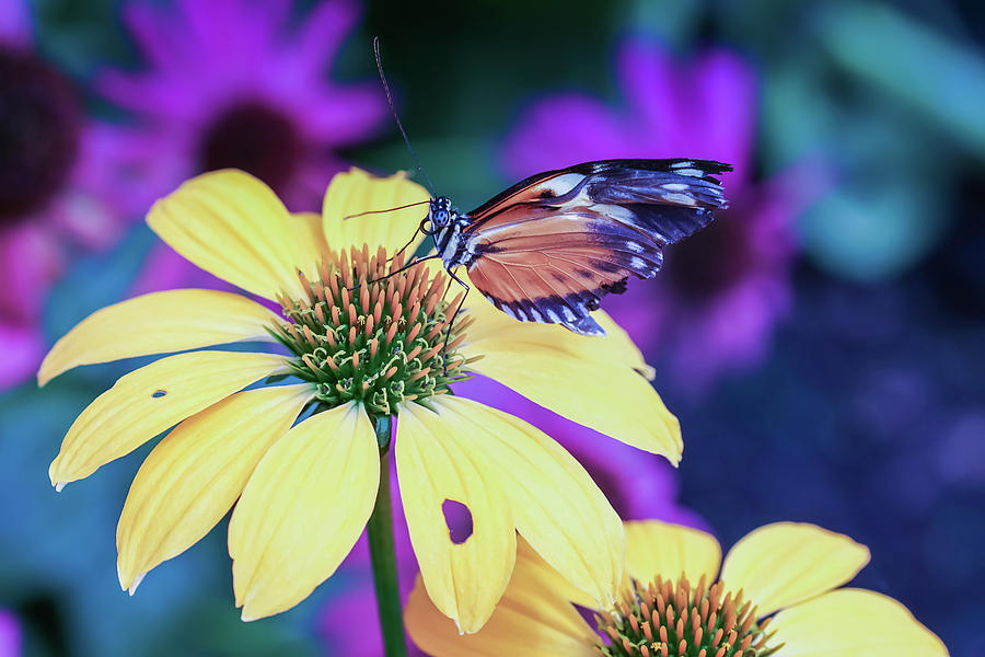 Butterfly Blues Photograph by Rebekah Zivicki