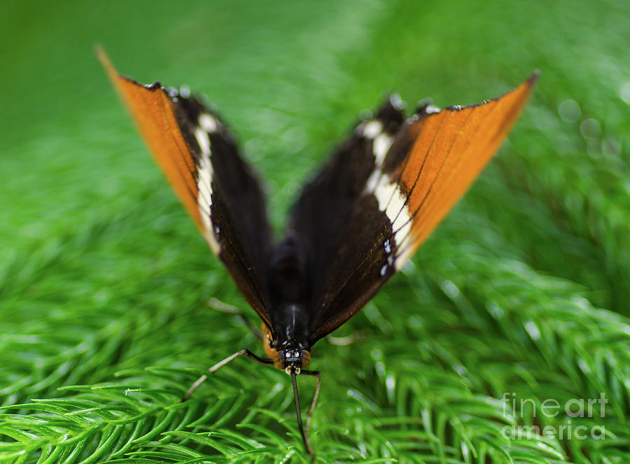 Butterfly Bokeh Photograph by Nick Boren