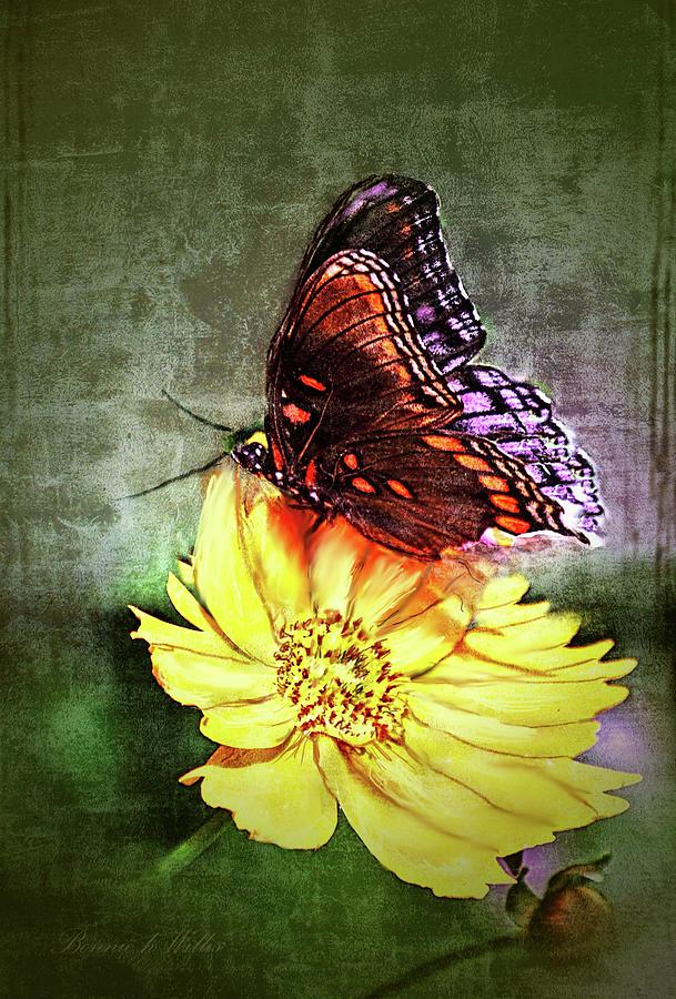 Butterfly Digital Art by Bonnie Willis