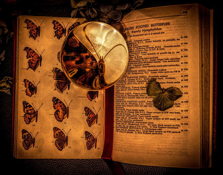 Butterfly book Photograph by Lilia S