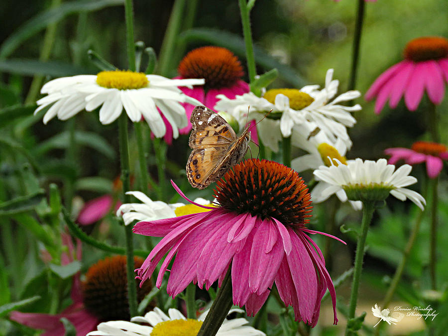 Butterfly Bounty Photograph by Denise Winship