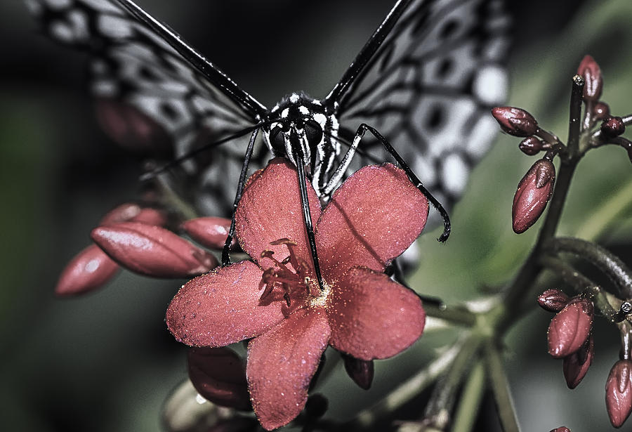 Butterfly Photograph - Butterfly Breakfast by Janet Ballard