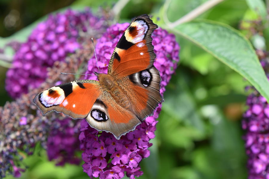 Butterfly Brunch Photograph by Kristy Blythe | Fine Art America