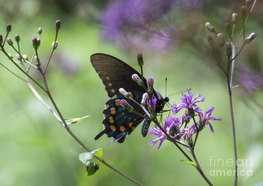 Butterfly, Buds and Petals Photograph by Judy Hall-Folde