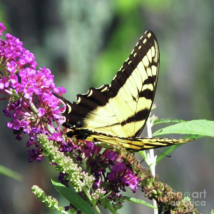 Butterfly Bush 10 with Eastern Tiger Swallowtail Photograph by Lizi Beard-Ward