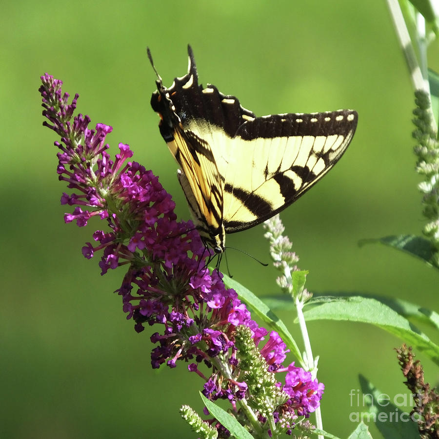 Butterfly Bush 6 with Giant Swallowtail Photograph by Lizi Beard-Ward