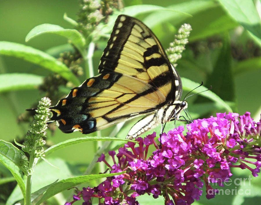 Butterfly Bush 8 with Eastern Tiger swallowtail Photograph by Lizi Beard-Ward