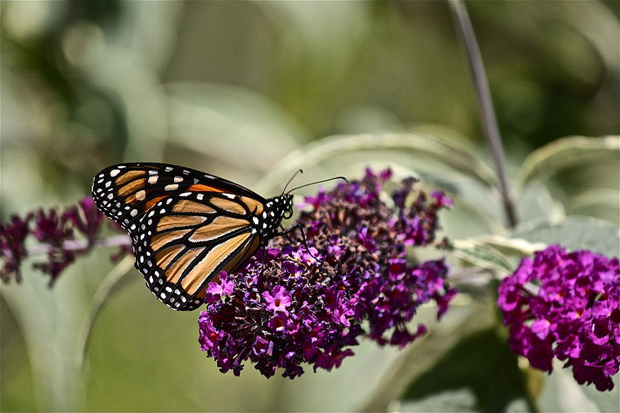 Butterfly Bush Photograph by Diana Hatcher