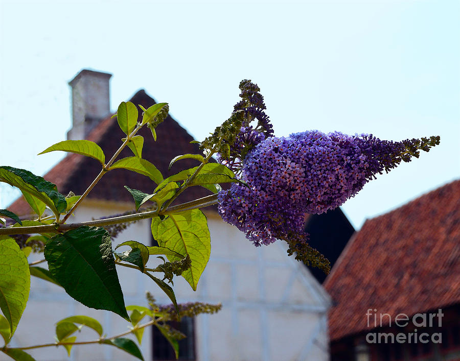 Butterfly Bush in The Old Danish Town Photograph by Catherine Sherman