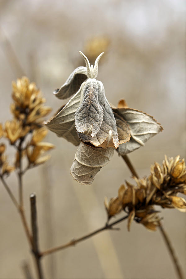 Butterfly Bush - Just Before Spring Photograph by Carol Senske