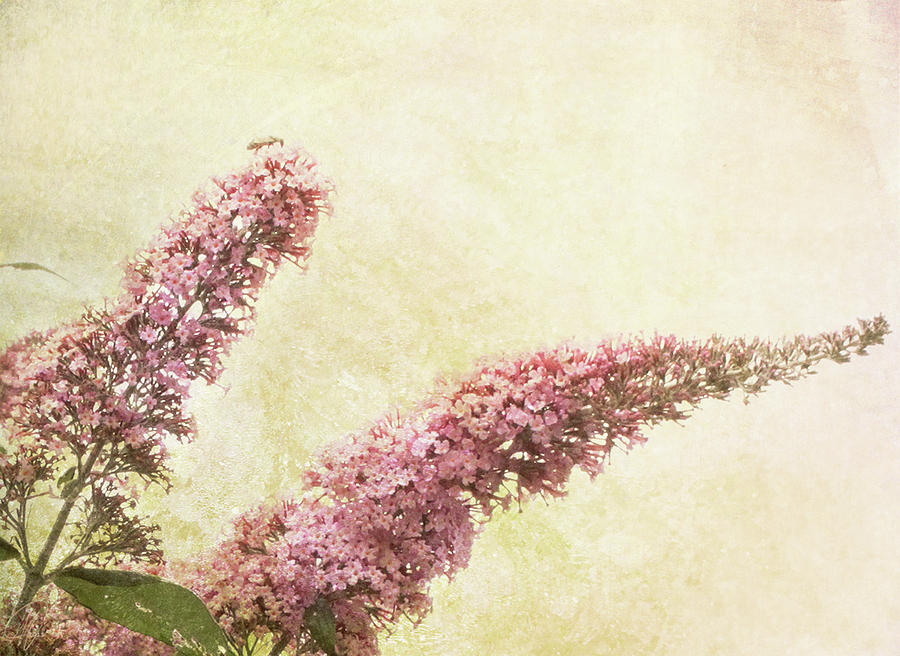 Butterfly Bush Digital Art by Margaret Hormann Bfa