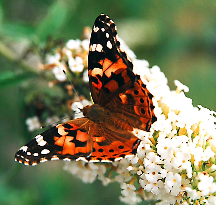 Butterfly Bush Photograph by Paul  Trunk