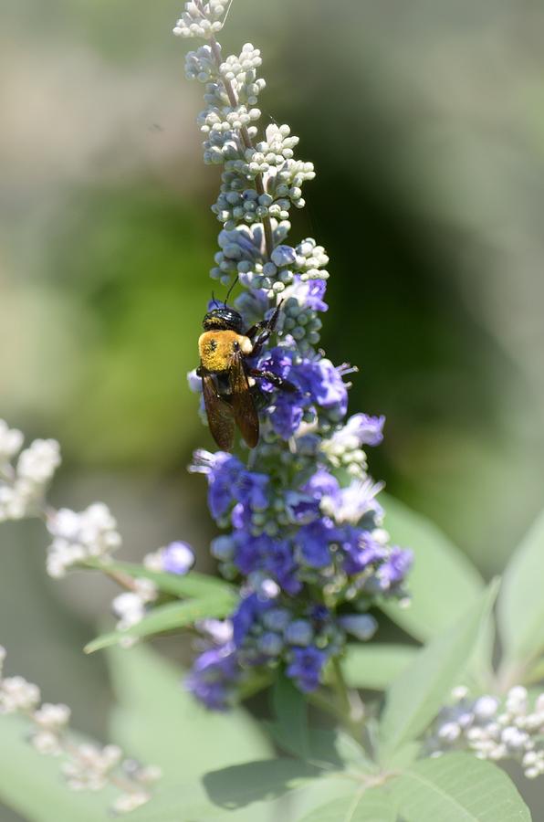 Butterfly Bush with Bumblebee Photograph by Maria Urso