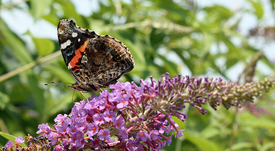 Butterfly Bush with Butterfly Photograph by Ellen Tully