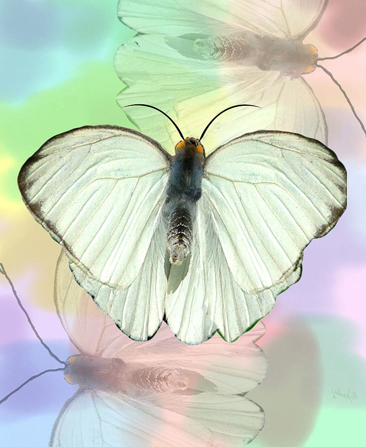 Butterfly Photograph - Butterfly, Butterfly by Rosalie Scanlon