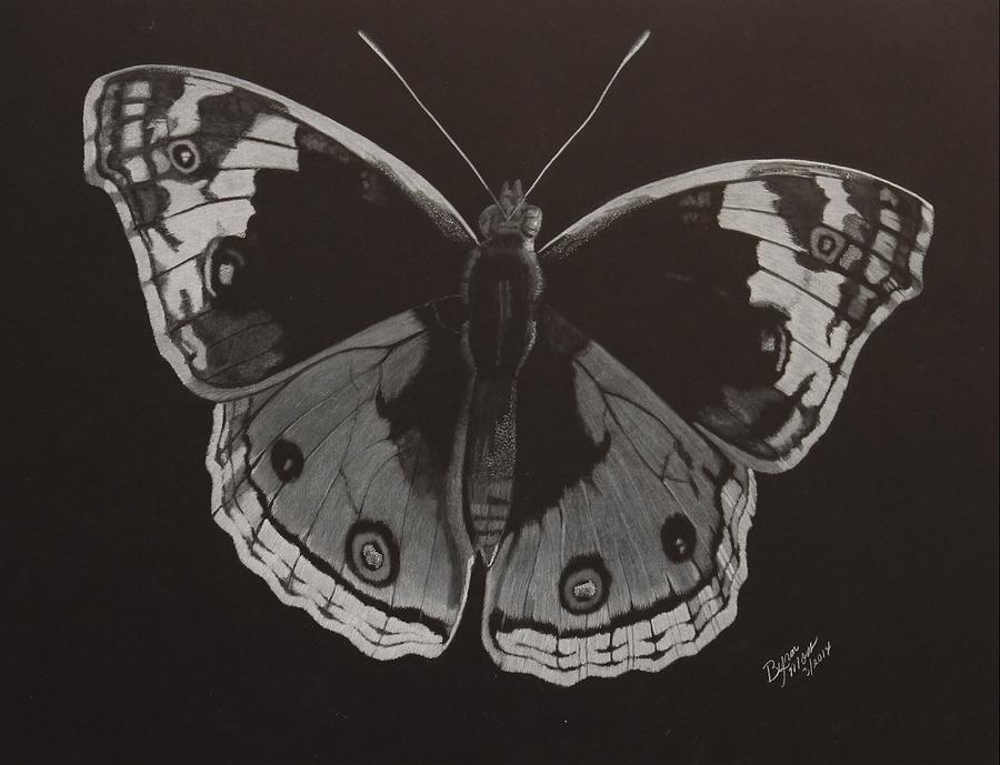 Butterfly Drawing by Byron Moss - Fine Art America