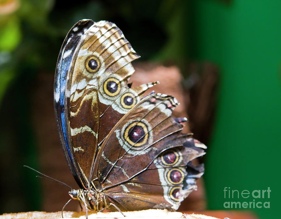 Butterfly Caligula Photograph by Irina Afonskaya