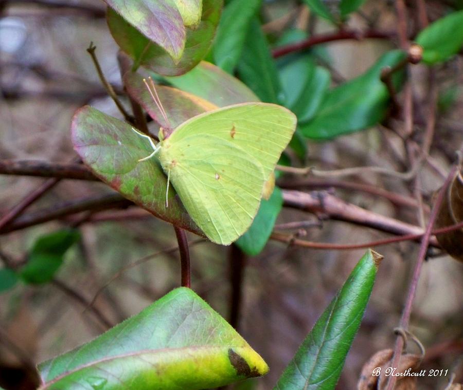 Butterfly Photograph - Butterfly Camouflage by Betty Northcutt Butterfly Photograph - Butterfly Camouflage by Betty Northcutt